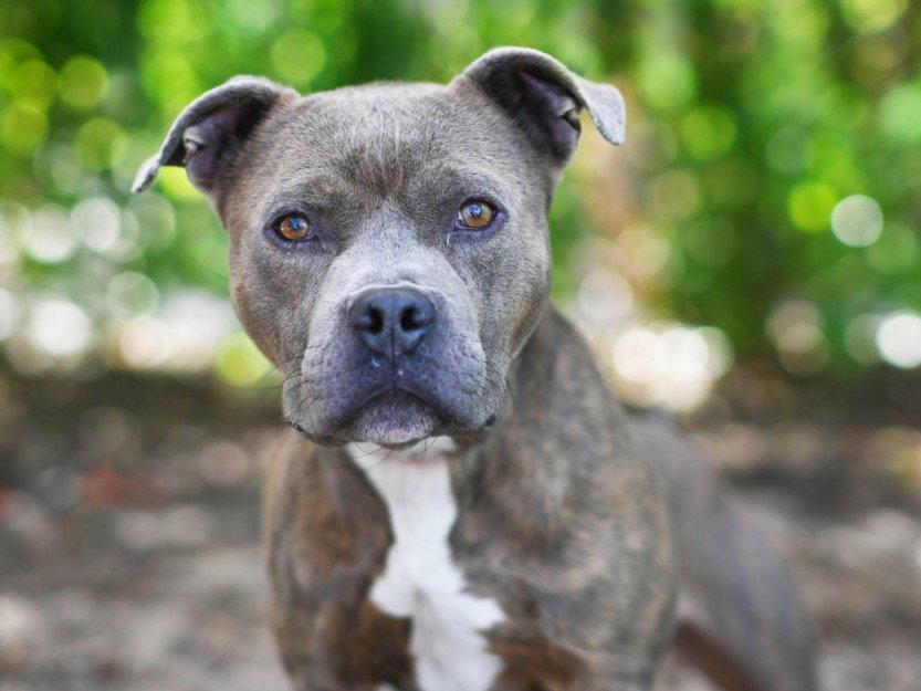 ROLO, Adoptable, Adult Male American Staffordshire Terrier.