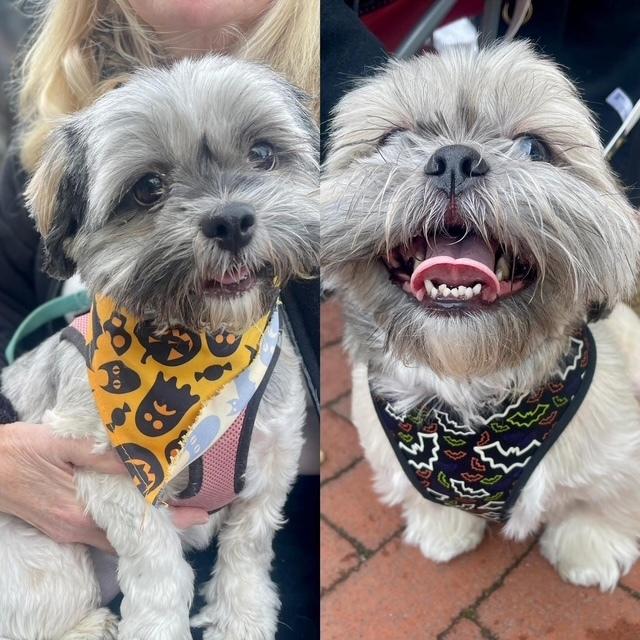 Mama Coco  and Papa BONDED PAIR  must stay together, Adoptable, Adult Female Lhasa Apso.