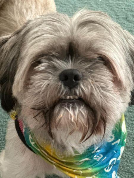 Mama Coco and Papa BONDED PAIR must stay together, a Adoptable mixed breed in Huntington, NY image 2/4