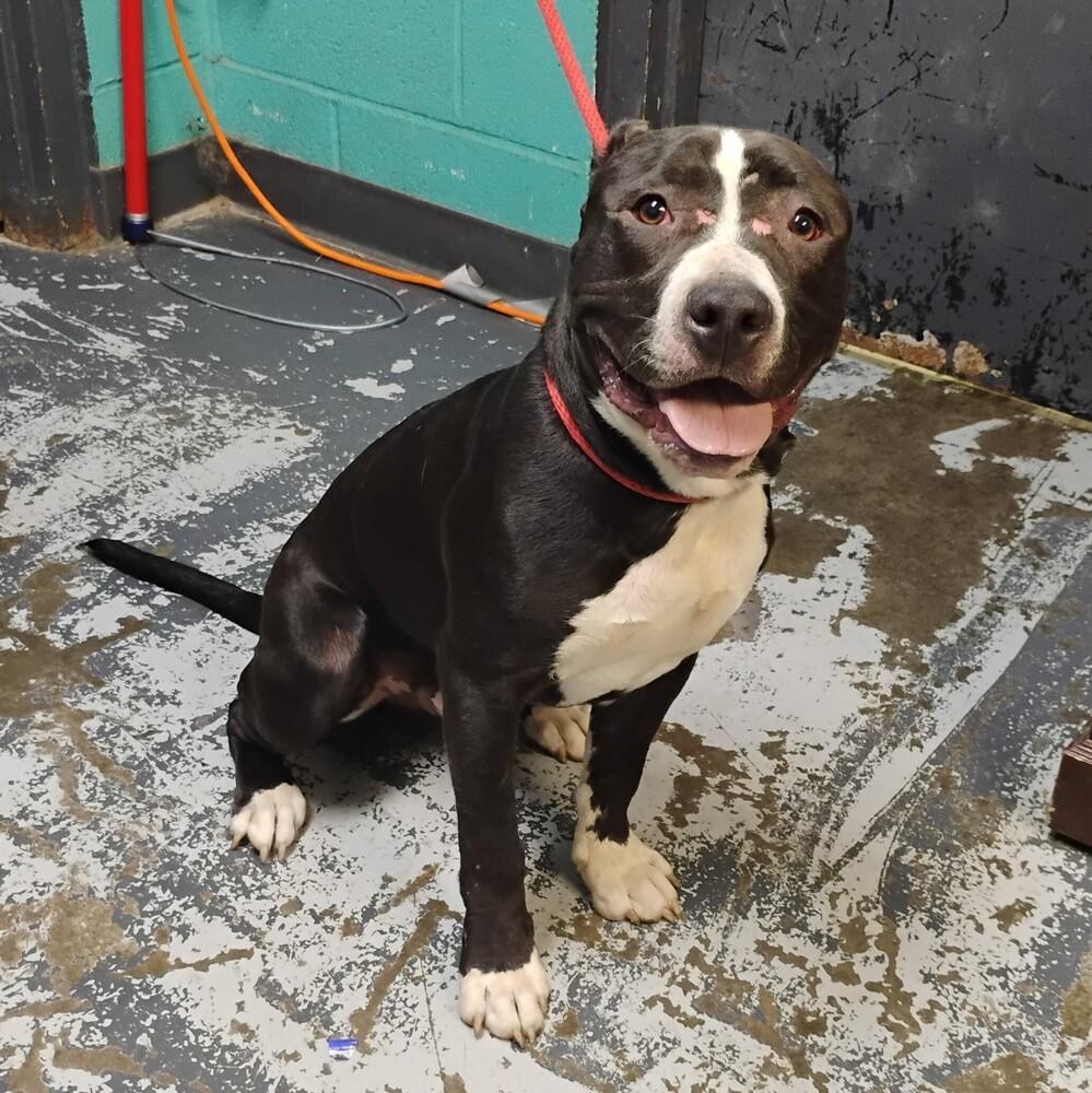 Enlarge Jim #134, a Adoptable mixed breed in New Lexington, OH image 1/1
