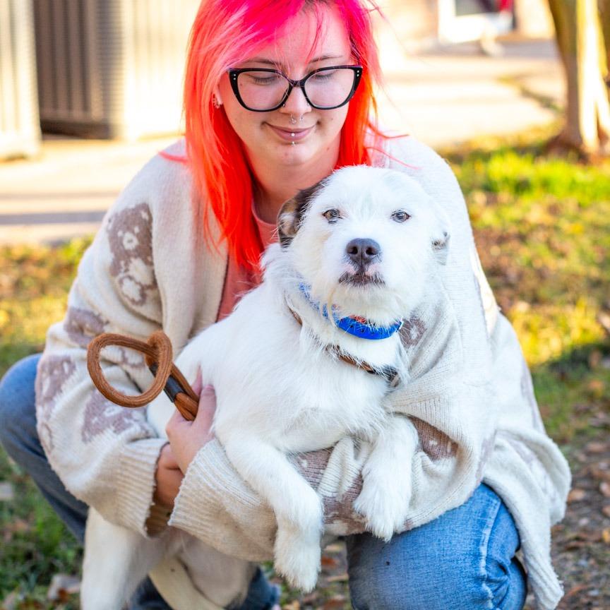 Enlarge Blanco, a Adoptable mixed breed in Hattiesburg, MS image 1/3