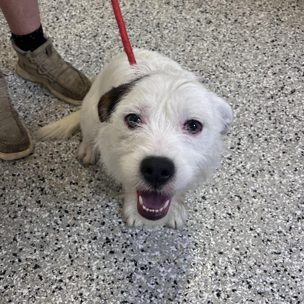 Enlarge Blanco, a Adoptable mixed breed in Hattiesburg, MS image 3/3