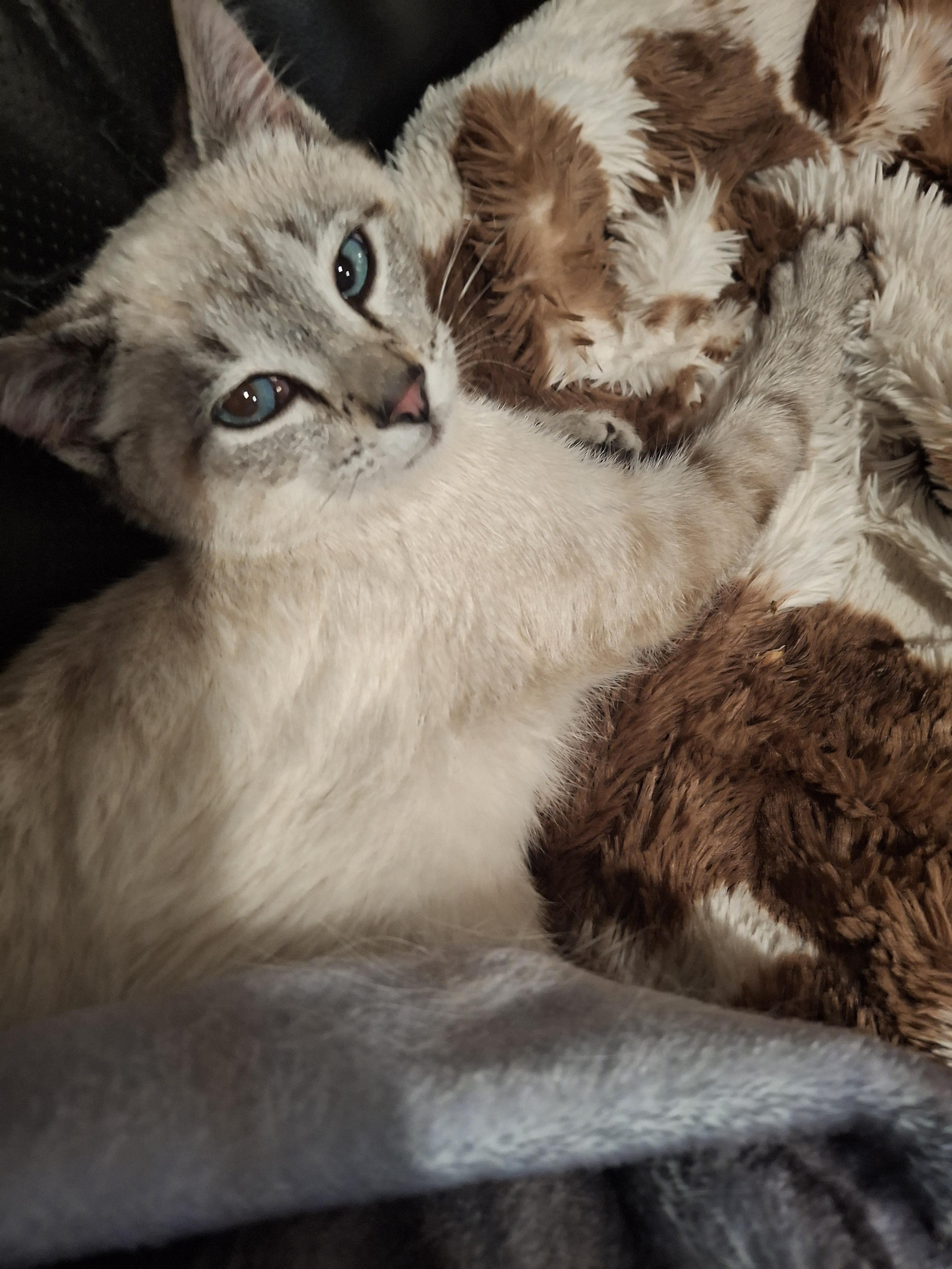 Tofu, adopted, Kitten Male Siamese.