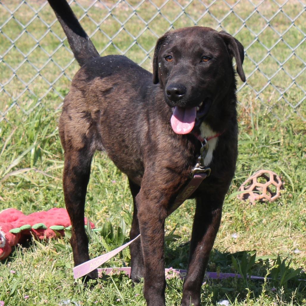 Shaggy, Adoptable, Young Male Labrador Retriever.