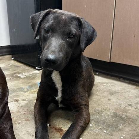 Enlarge Shaggy, a Adoptable Labrador Retriever in Cleveland, MS image 2/3