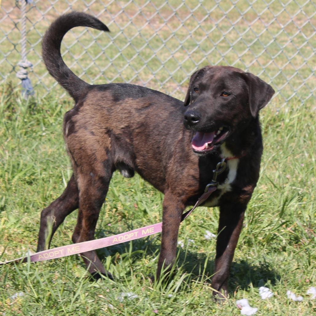 Enlarge Shaggy, a Adoptable Labrador Retriever in Cleveland, MS image 3/3