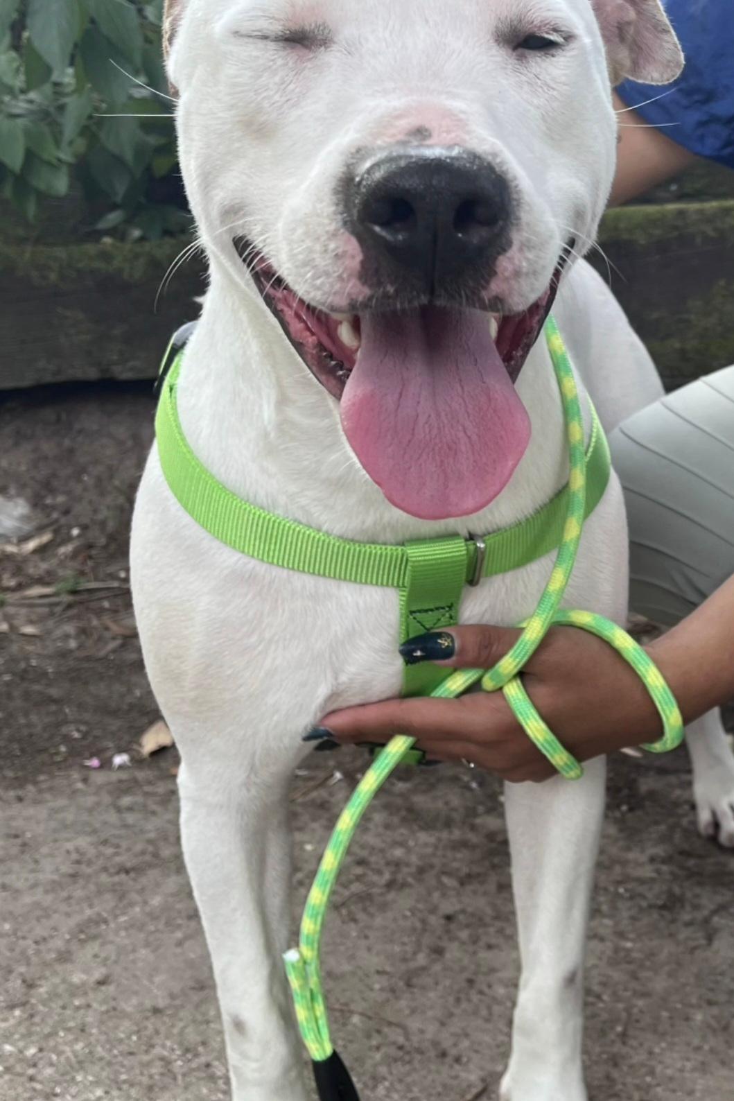 Casper Dogo Argentino Dog