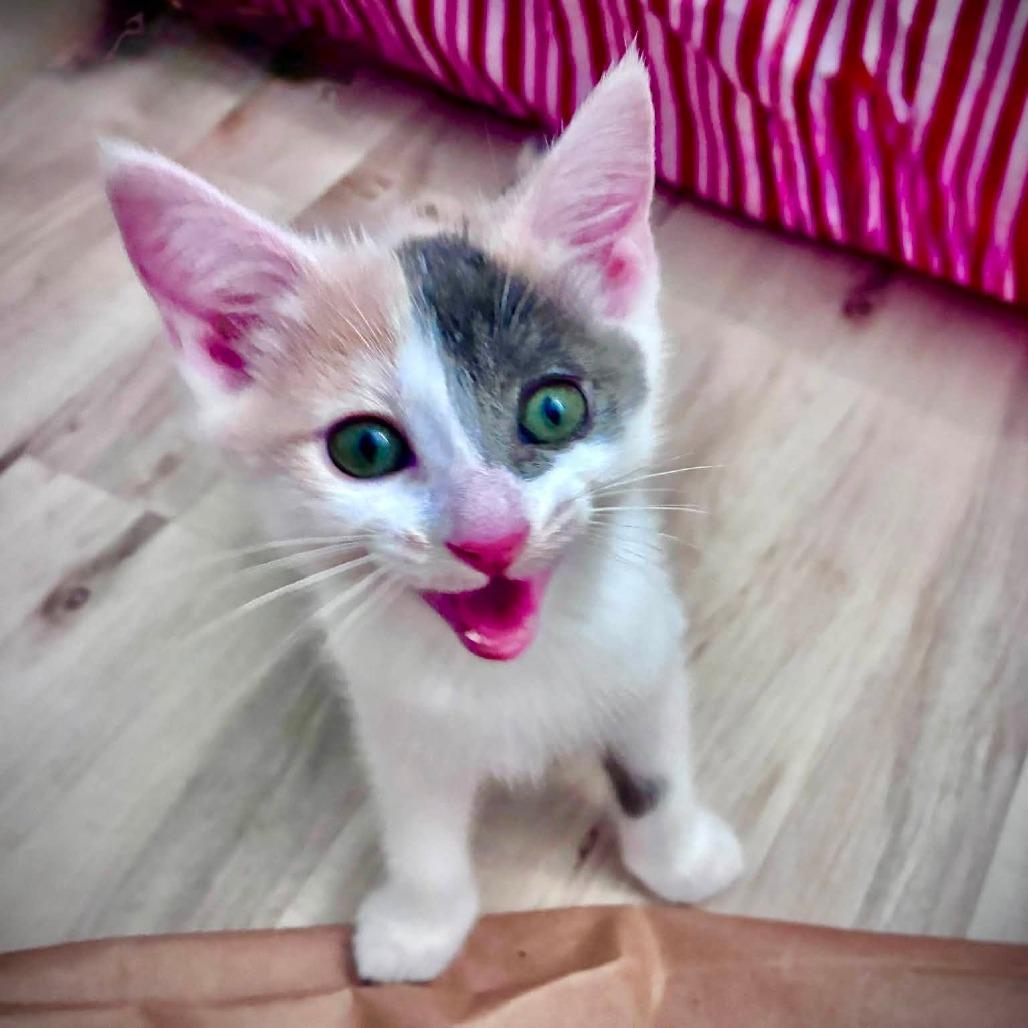 Enlarge Aurora, a Adoptable Domestic Short Hair in Richland, MI image 1/6