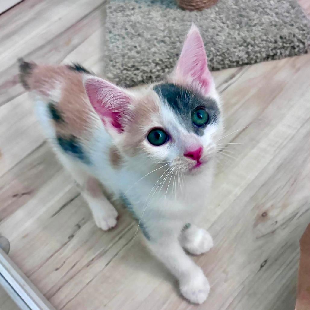 Enlarge Aurora, a Adoptable Domestic Short Hair in Richland, MI image 2/6