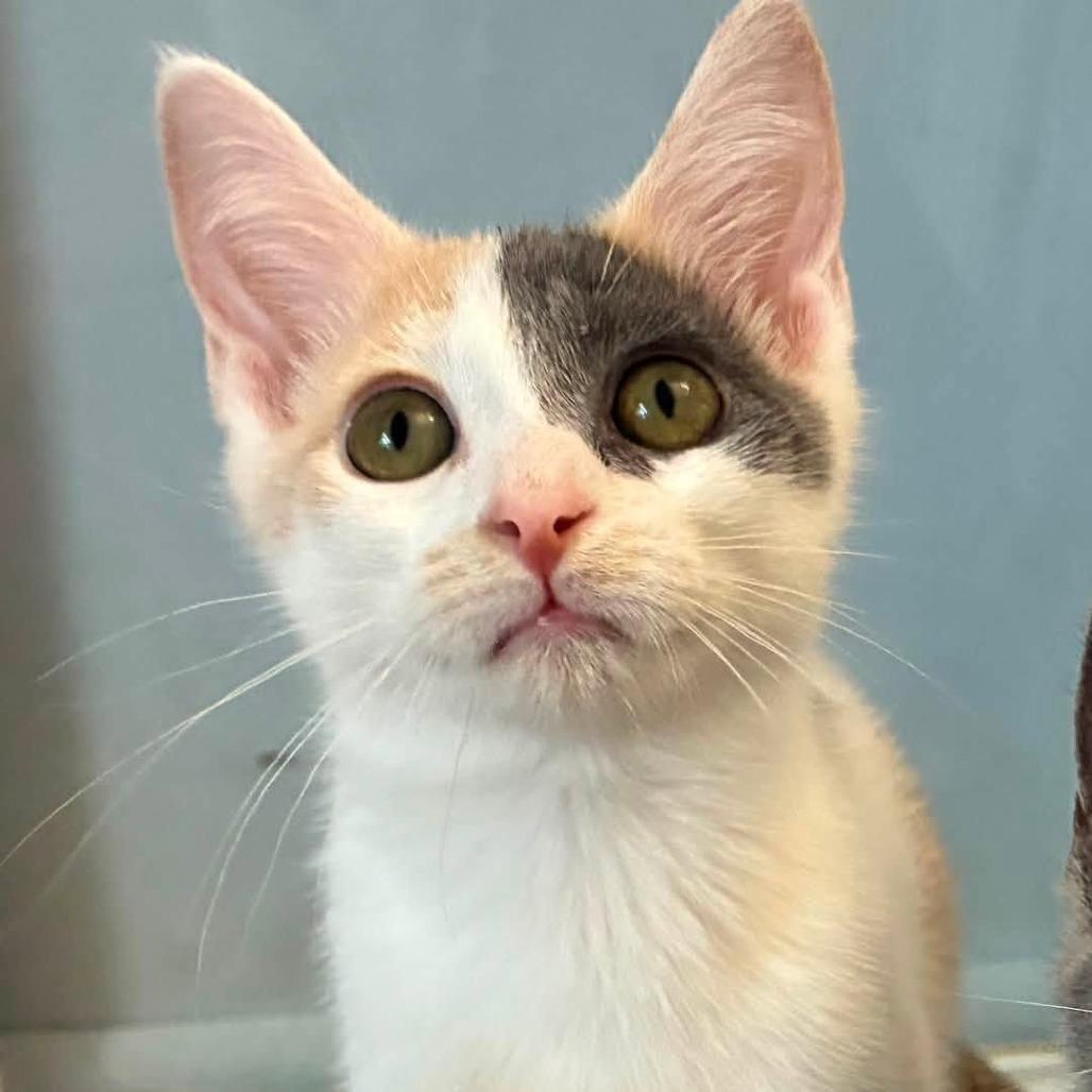 Enlarge Aurora, a Adoptable Domestic Short Hair in Richland, MI image 3/6