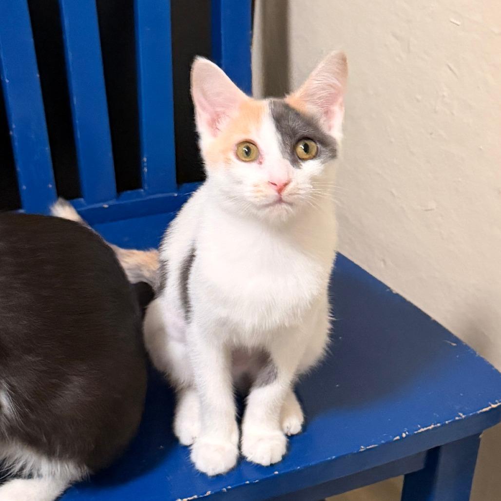 Enlarge Aurora, a Adoptable Domestic Short Hair in Richland, MI image 5/6