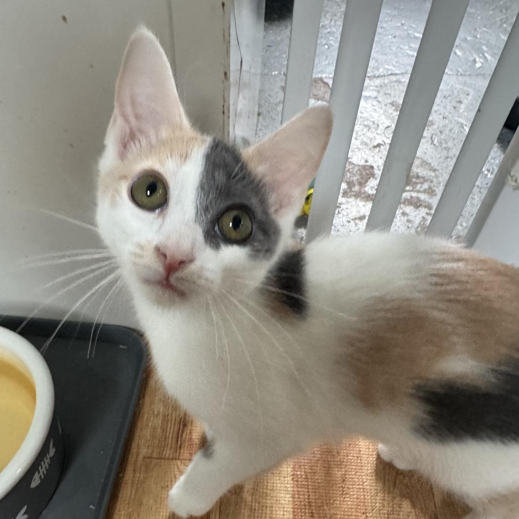 Enlarge Aurora, a Adoptable Domestic Short Hair in Richland, MI image 6/6