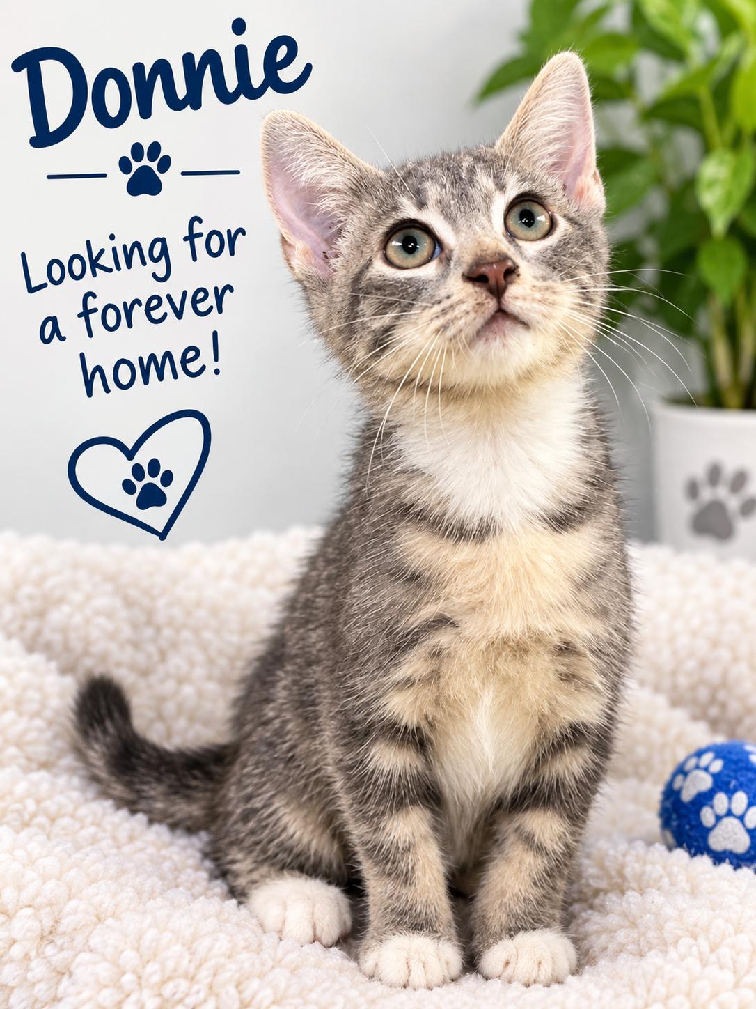 Donnie, Adoptable, Young Male Domestic Short Hair.