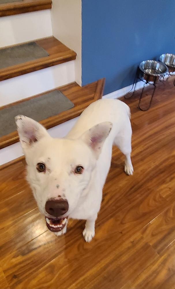 Enlarge K-Pop, a Adoptable mixed breed in Lafayette, CO image 2/6