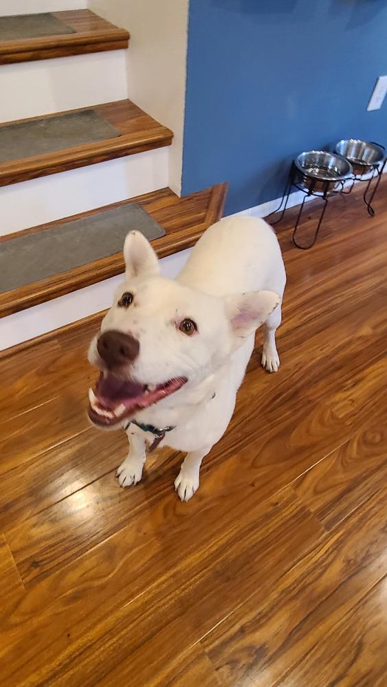 Enlarge K-Pop, a Adoptable mixed breed in Lafayette, CO image 3/6