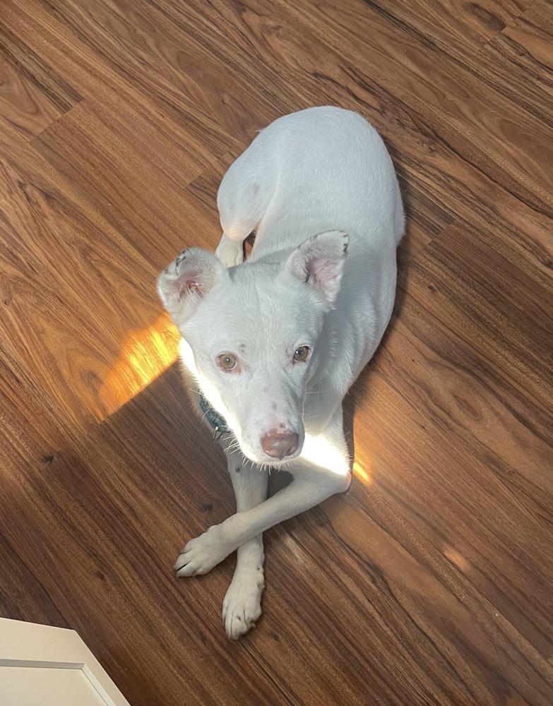 Enlarge K-Pop, a Adoptable mixed breed in Lafayette, CO image 4/6