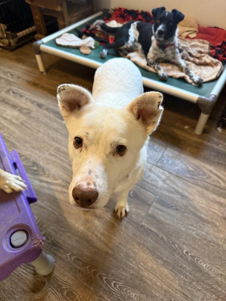 Enlarge K-Pop, a Adoptable mixed breed in Lafayette, CO image 5/6