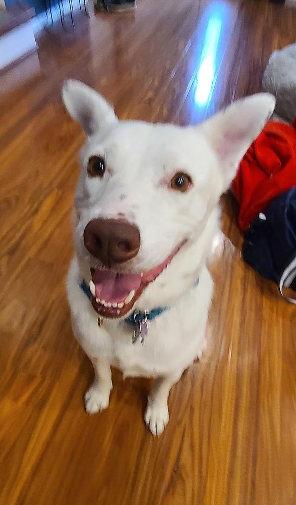 Enlarge K-Pop, a Adoptable mixed breed in Lafayette, CO image 6/6