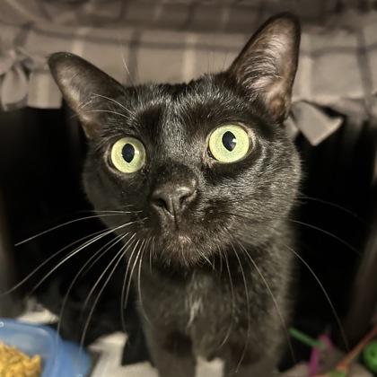 Grace, an adoptable Domestic Short Hair in North Myrtle Beach, SC, 29582 | Photo Image 2