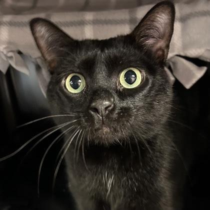 Grace, an adoptable Domestic Short Hair in North Myrtle Beach, SC, 29582 | Photo Image 1