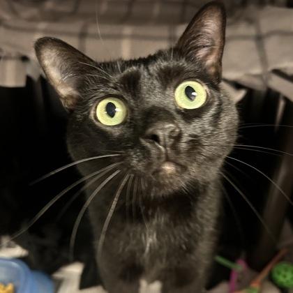 Grace, an adoptable Domestic Short Hair in North Myrtle Beach, SC, 29582 | Photo Image 5