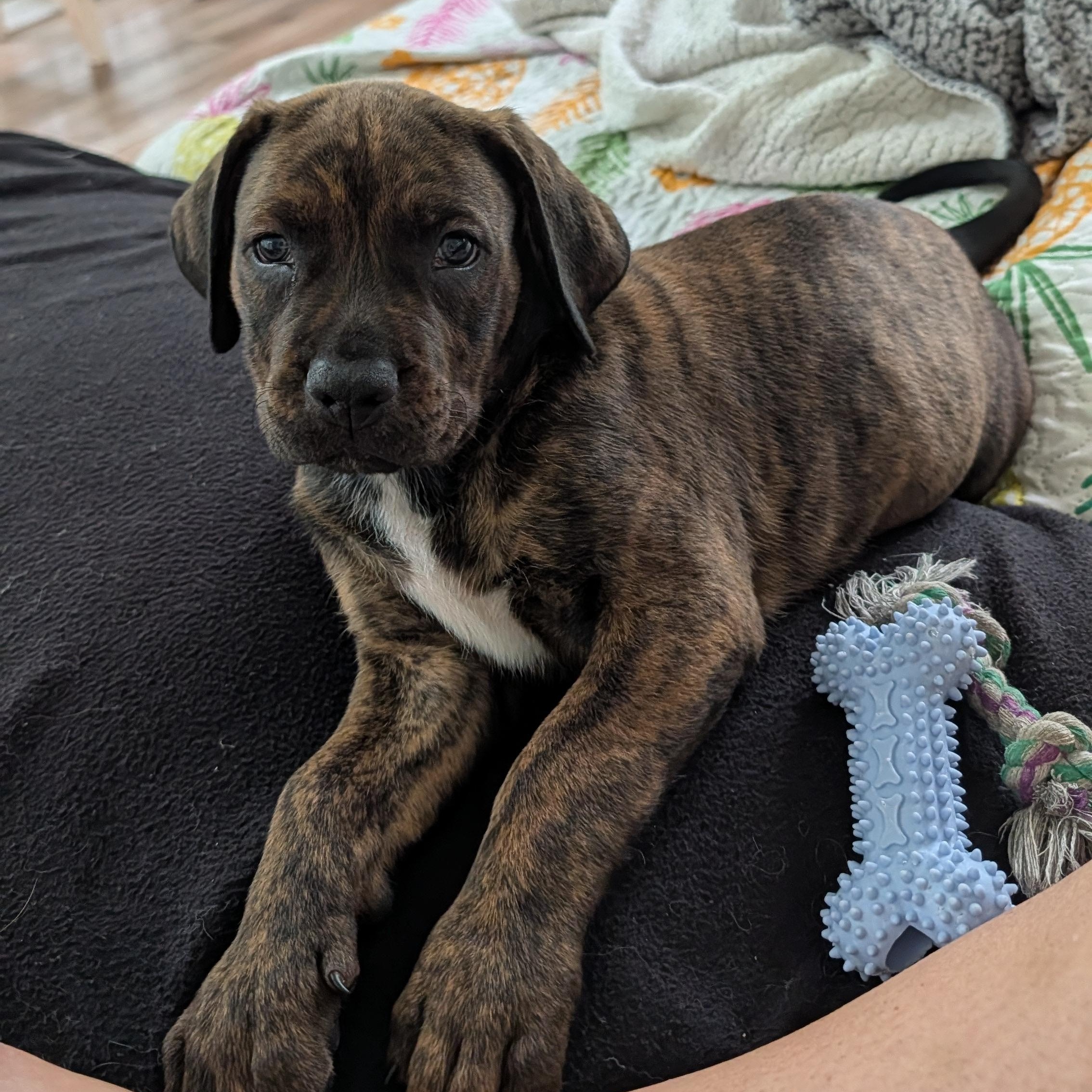 Maddox, Adoptable, Puppy Male Shepherd & Pit Bull Terrier.