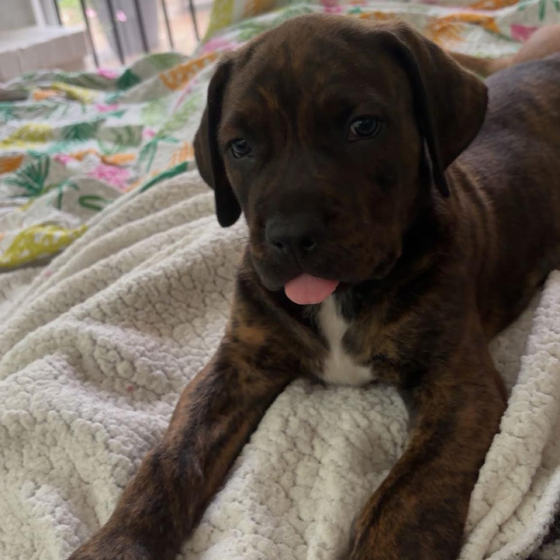 Maddox, a Adoptable mixed breed in Rock Hill, SC image 4/4