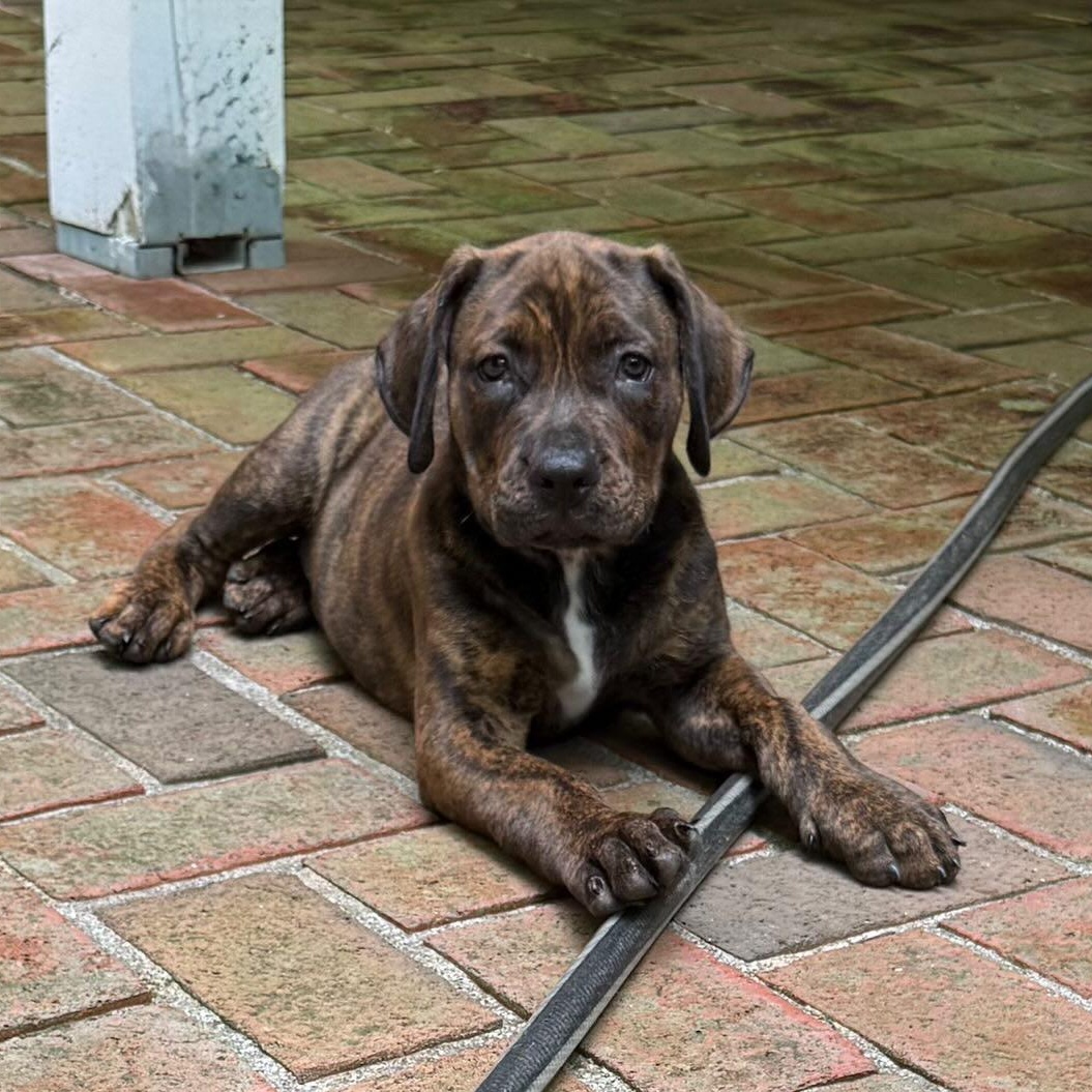 Enlarge Maddox, an adopted mixed breed in Rock Hill, SC image 1/4