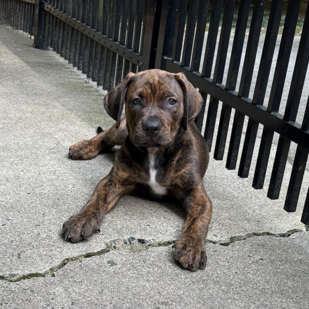 Enlarge Maddox, an adopted mixed breed in Rock Hill, SC image 3/4