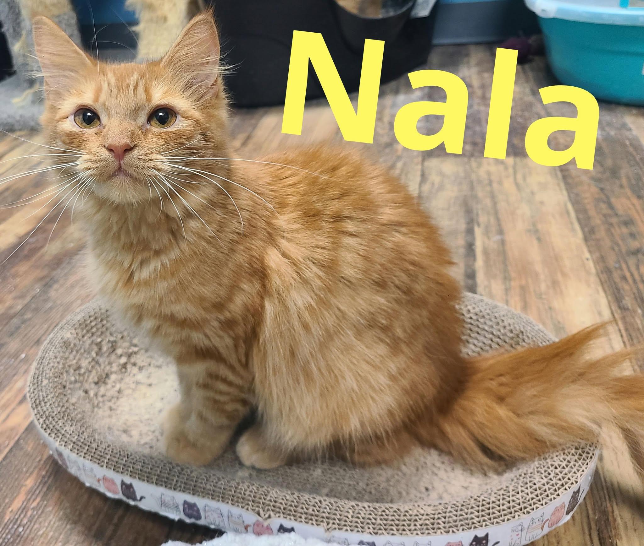 Nala, Adopted, Young Female Domestic Medium Hair.