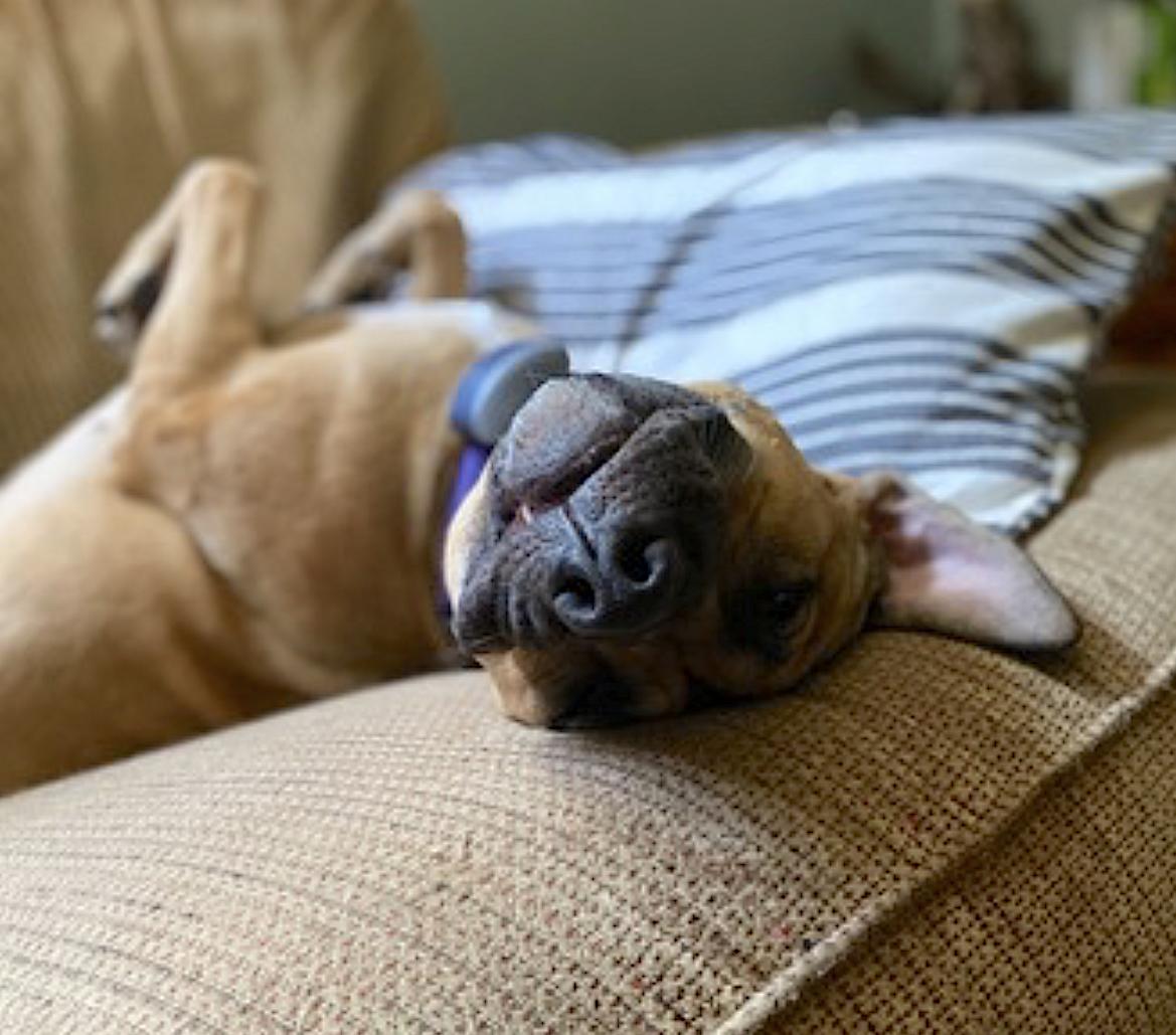 Nessie — thumbnail 3