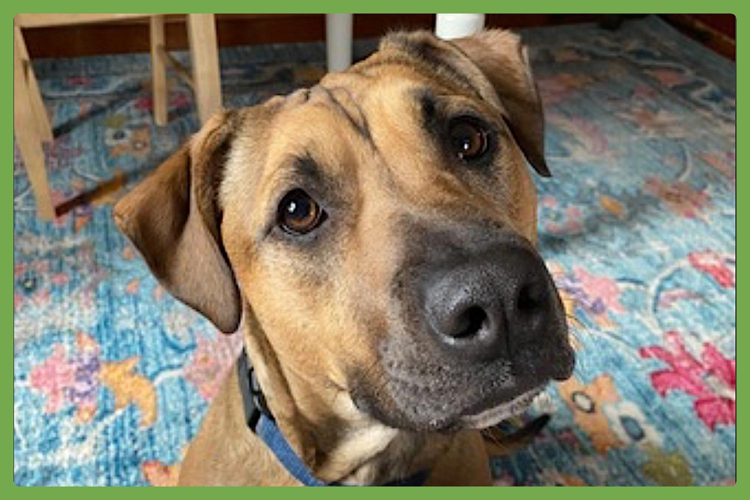 Nessie — thumbnail 5