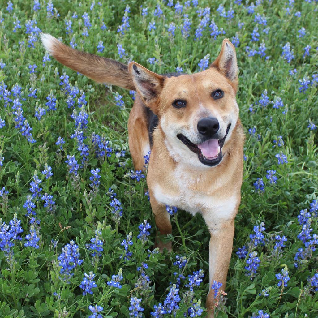 Reagan, Adoptable, Adult Male Shepherd & Mixed Breed.