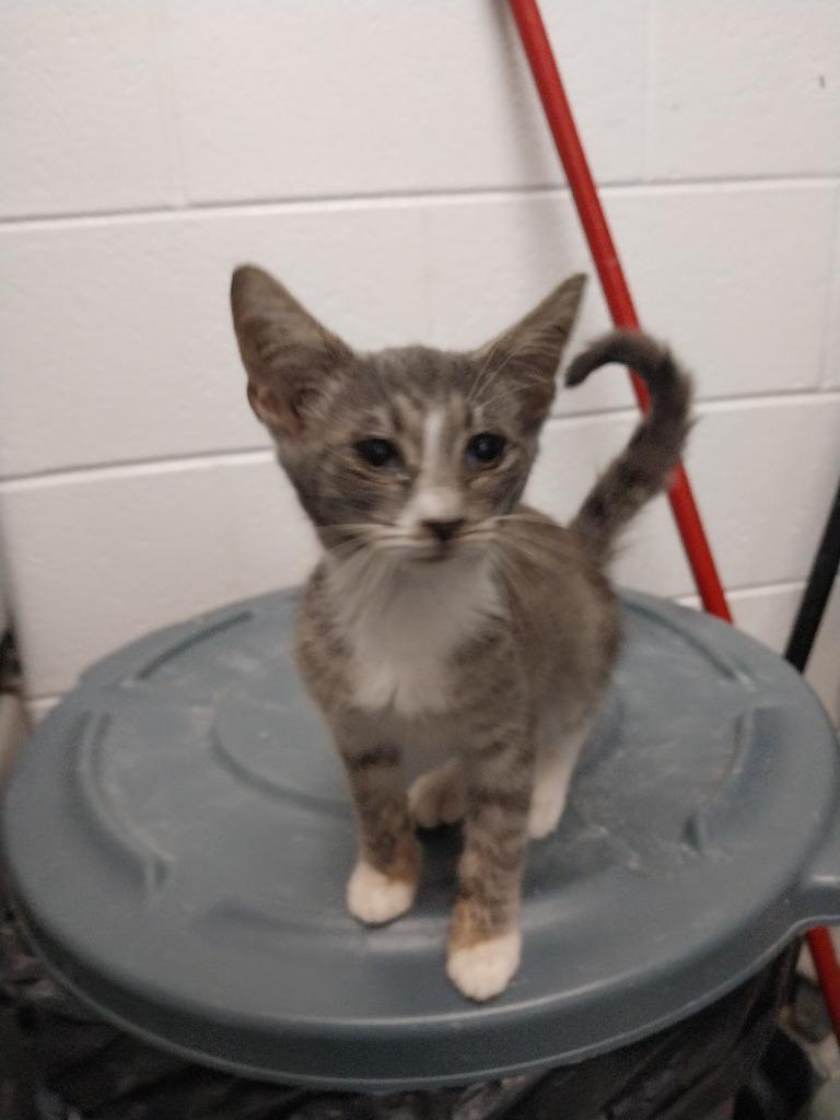 Rascal, Adoptable, Young Male Domestic Short Hair.