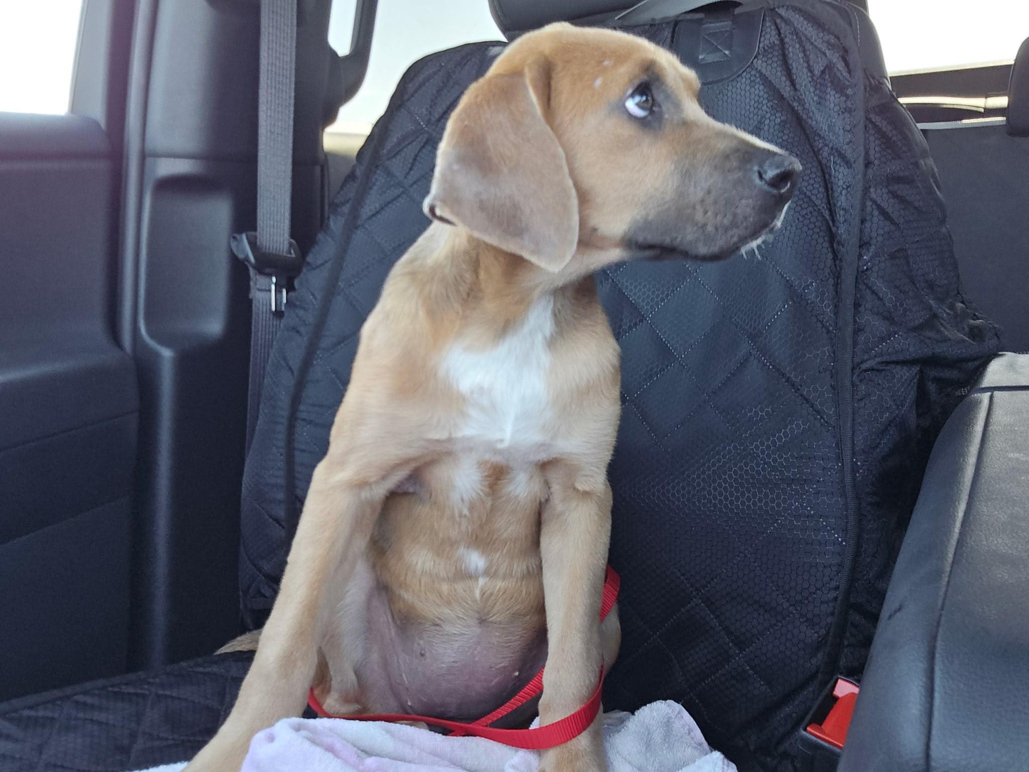 Lorelai, Adoptable, Puppy Female German Shepherd Dog.