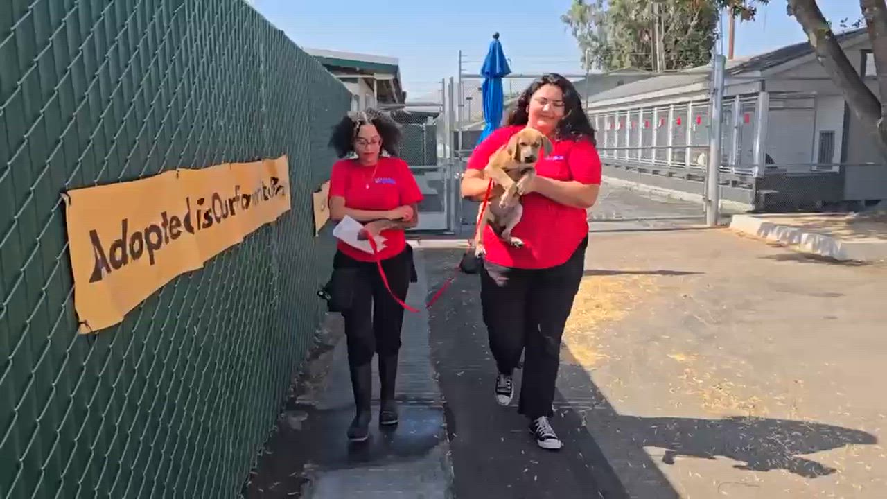 Enlarge Lorelai, a Adoptable German Shepherd Dog in Inglewood, CA video 3/6