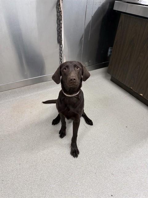 ATHENA, Adoptable, Young Female Labrador Retriever.