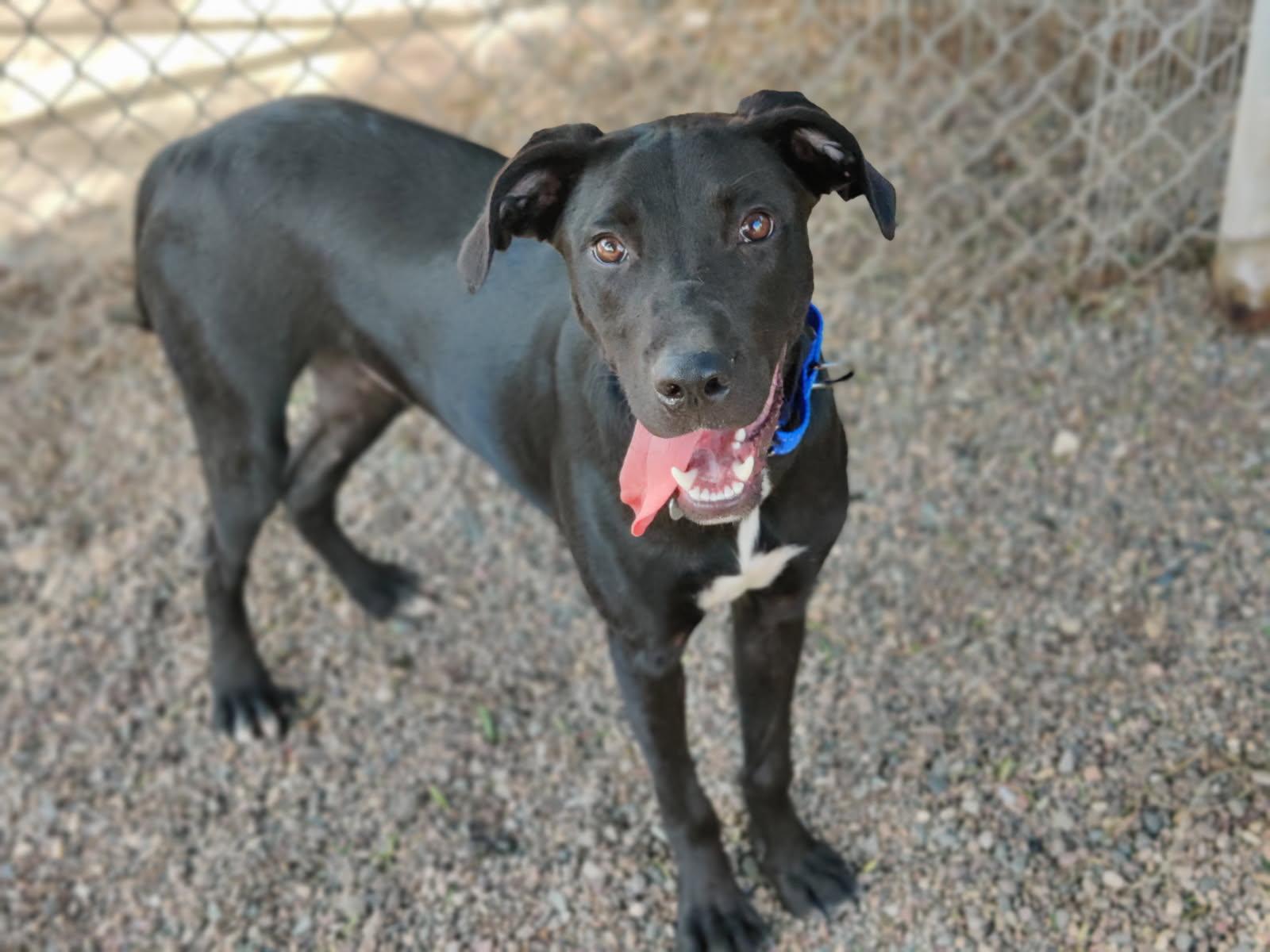 SHADOW (puppy), Adoptable, Puppy Male Labrador Retriever & Great Dane.