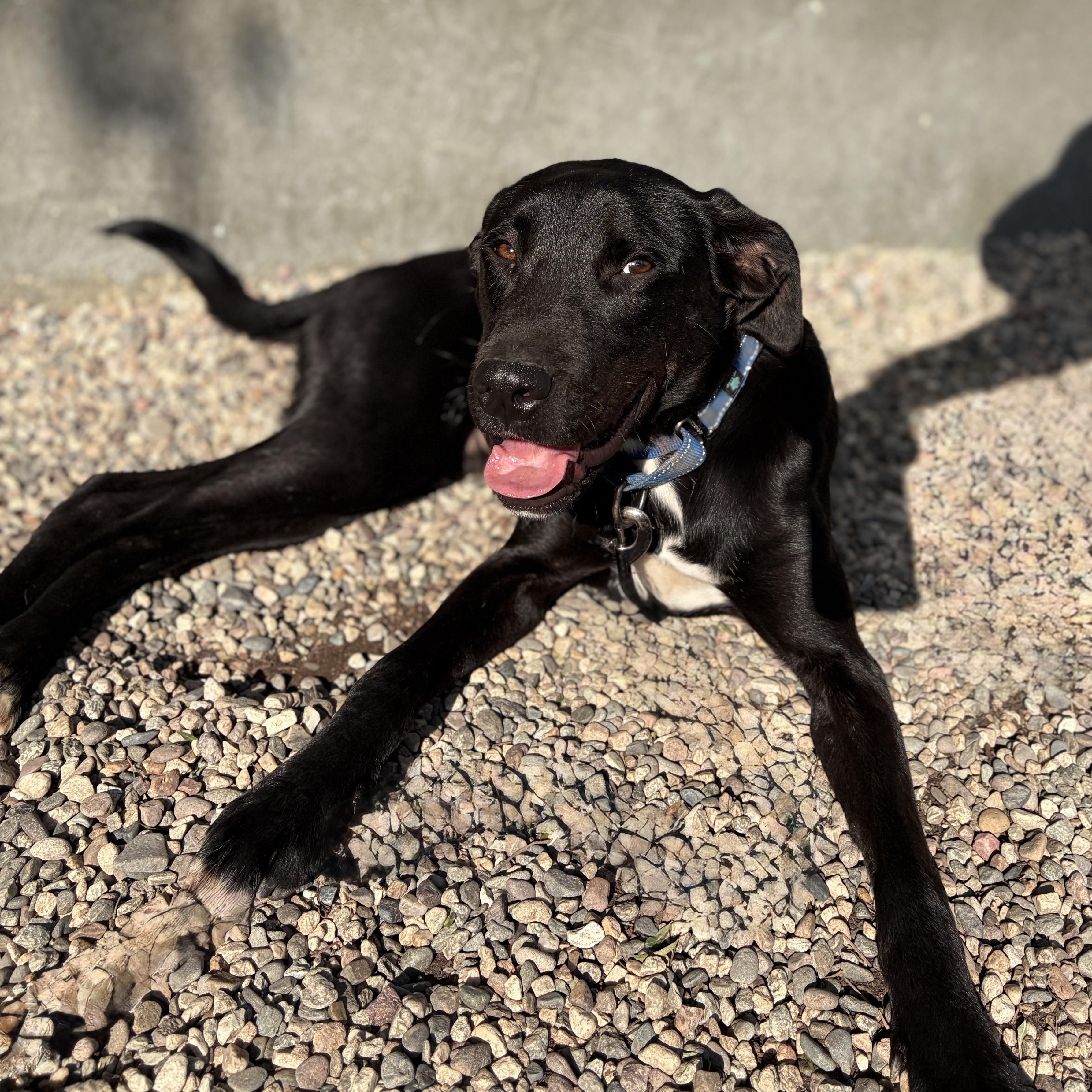 SHADOW (puppy), adopted, Puppy Male Labrador Retriever & Great Dane.