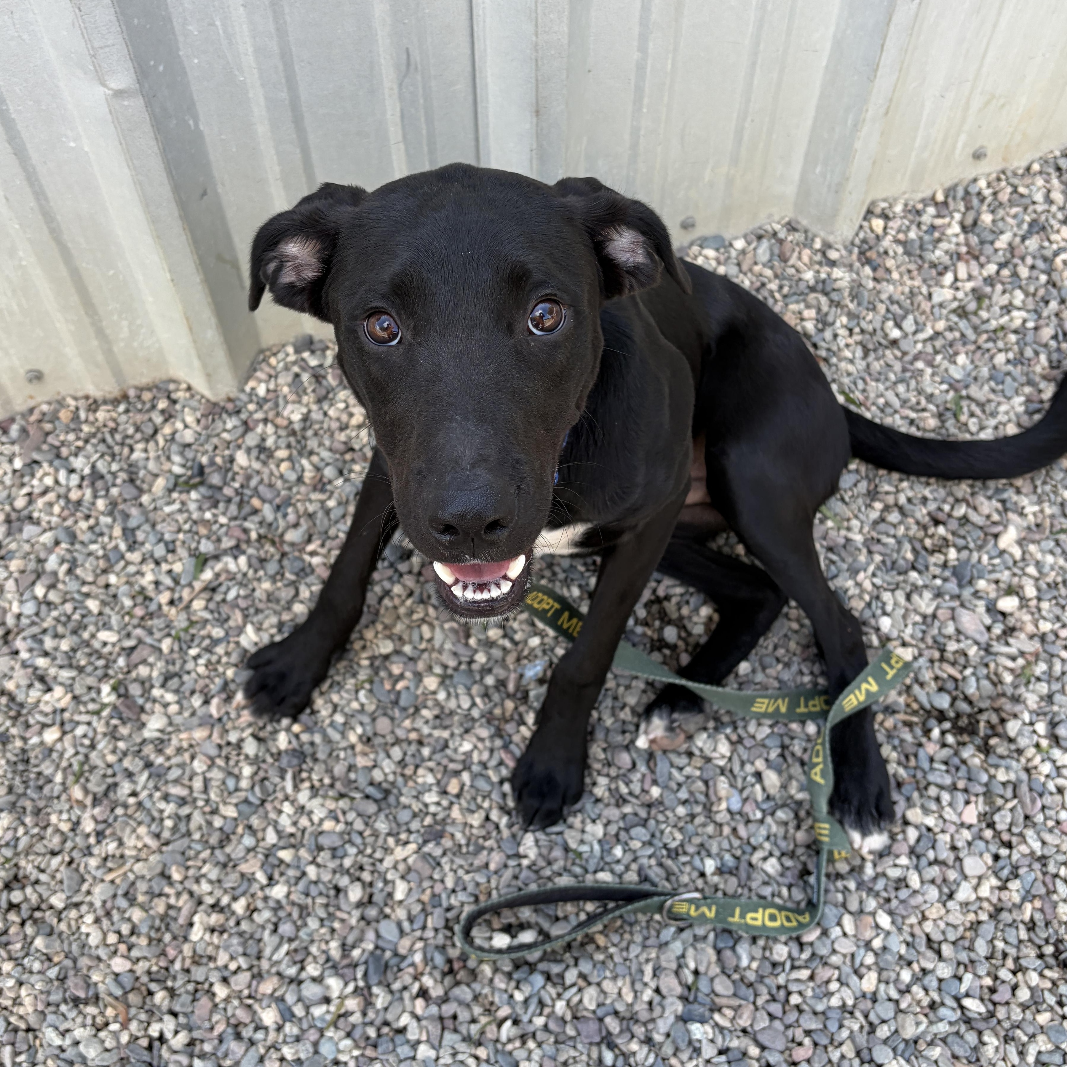 SHADOW (puppy), a Adoptable mixed breed in Pasadena, CA image 3/5