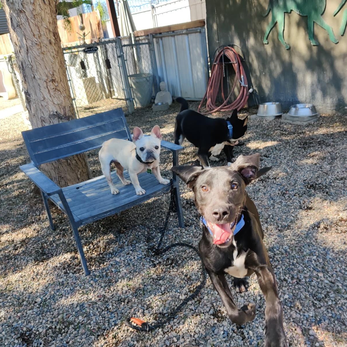SHADOW (puppy), a Adoptable mixed breed in Pasadena, CA image 4/5