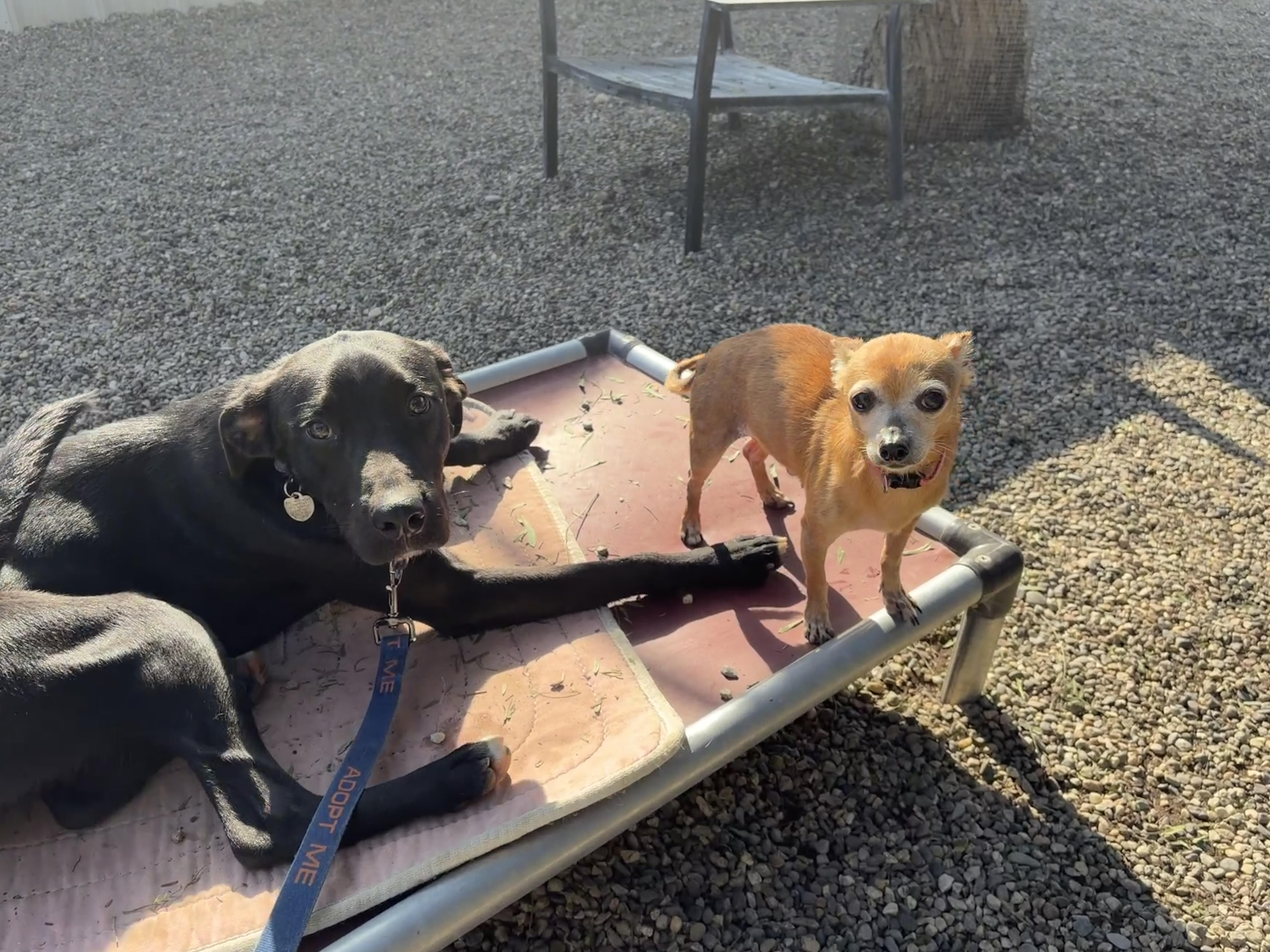 SHADOW (puppy), an adopted mixed breed in Pasadena, CA image 2/6