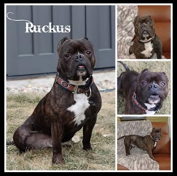 Ruckus, Adoptable, Adult Male Terrier.