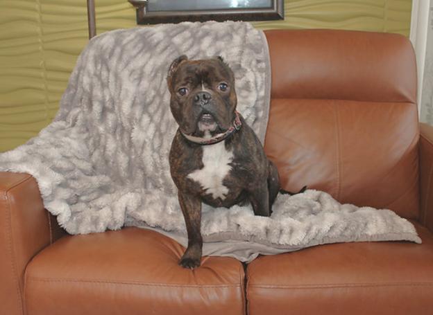 Ruckus, a Adoptable mixed breed in Sioux Falls, SD image 4/6