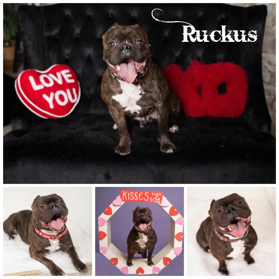 Ruckus, Adoptable, Adult Male Terrier.