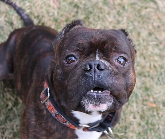 Ruckus, a Adoptable mixed breed in Sioux Falls, SD image 6/6