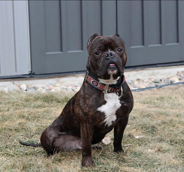 Ruckus, a Adoptable mixed breed in Sioux Falls, SD image 5/6