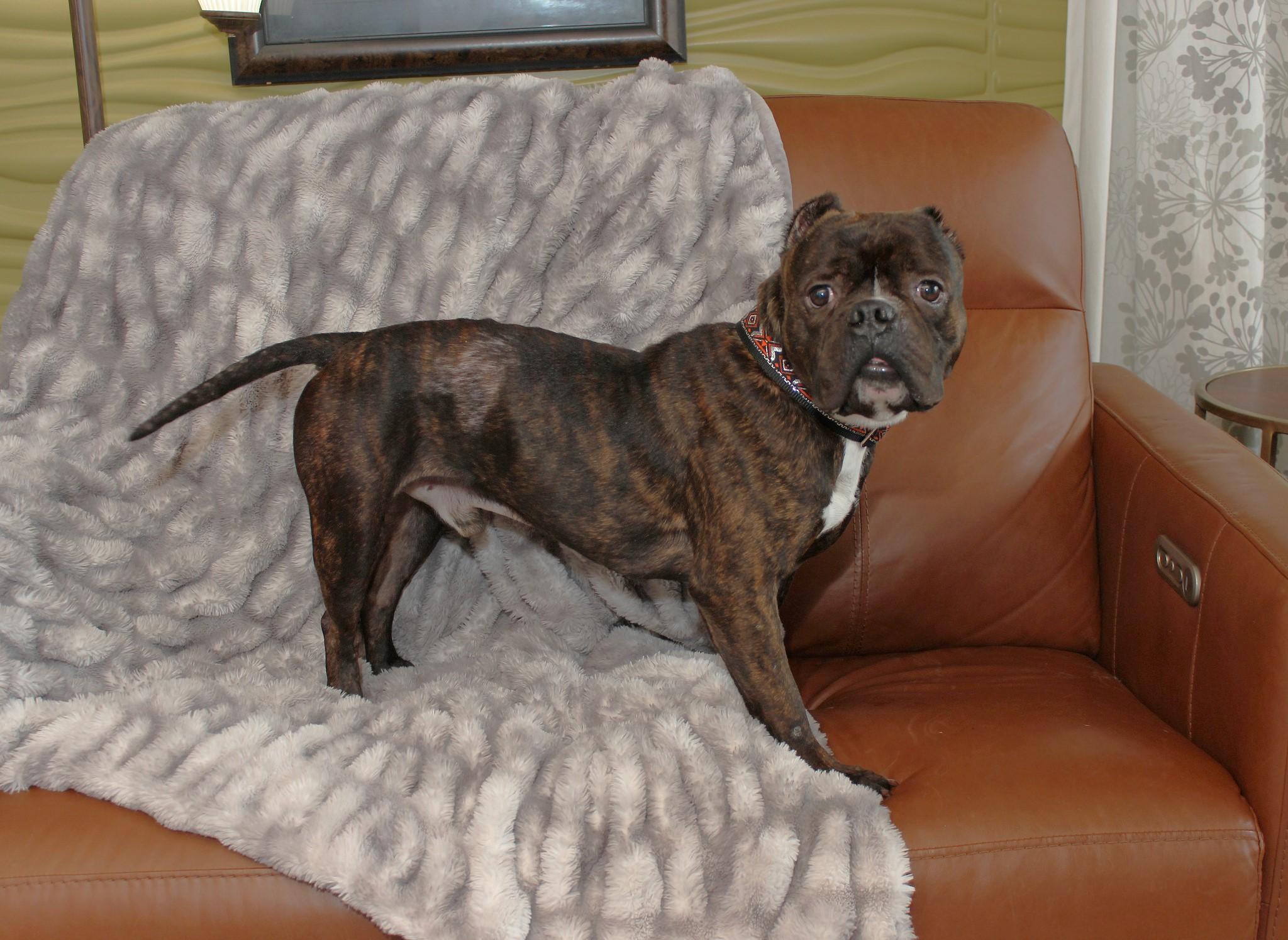 Ruckus, a Adoptable mixed breed in Sioux Falls, SD image 2/6