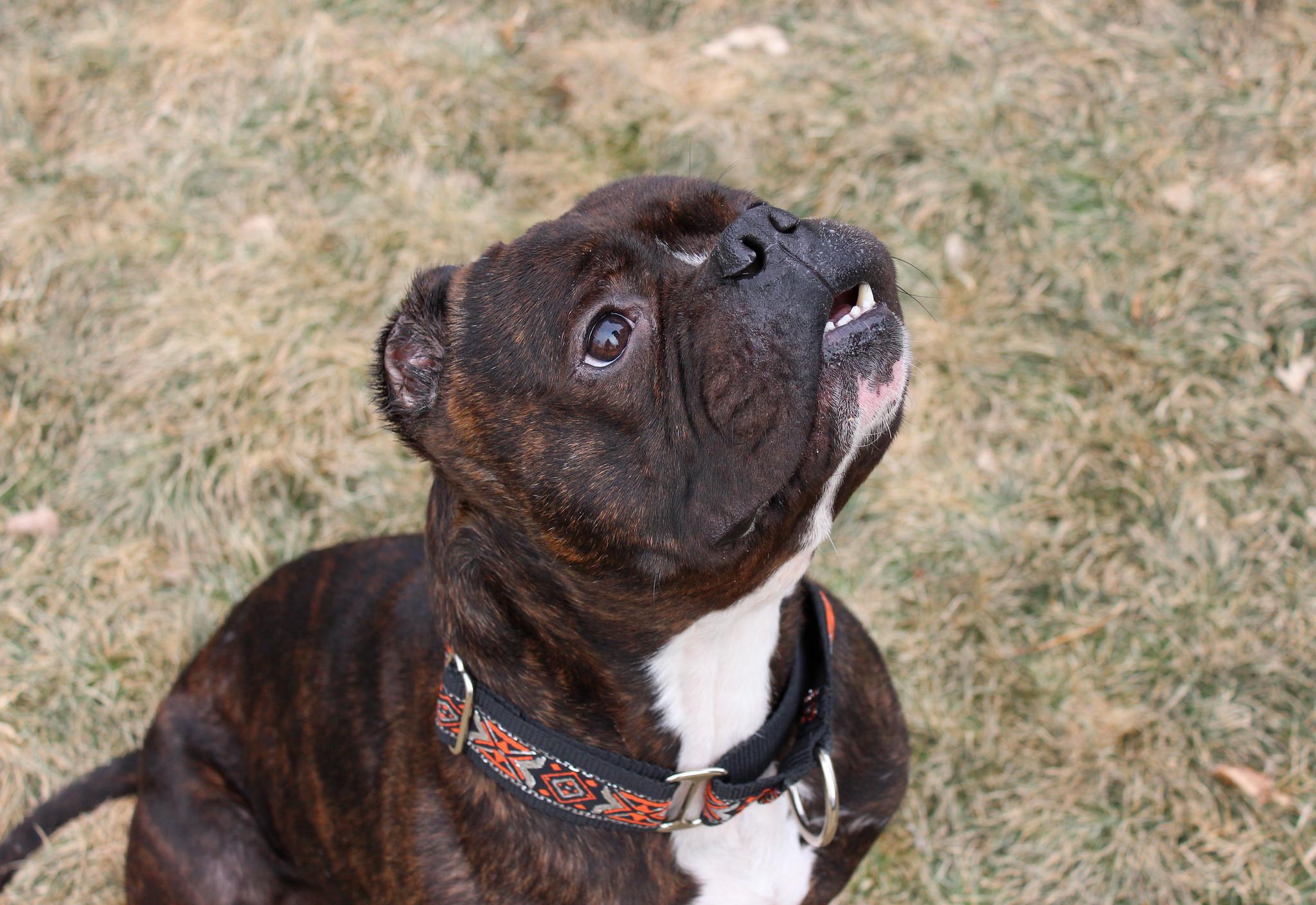 Ruckus, a Adoptable mixed breed in Sioux Falls, SD image 3/6