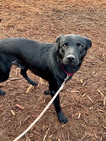 Enlarge Jolly, a Adoptable mixed breed in Everett, WA image 1/2